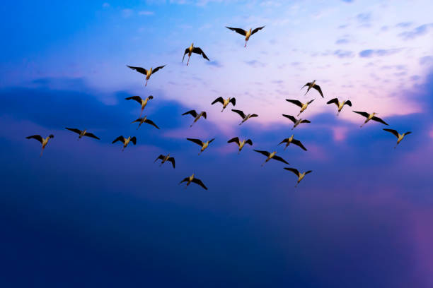 istock Flying birds. Blue sky background. Black winged Stilt. 1668327351