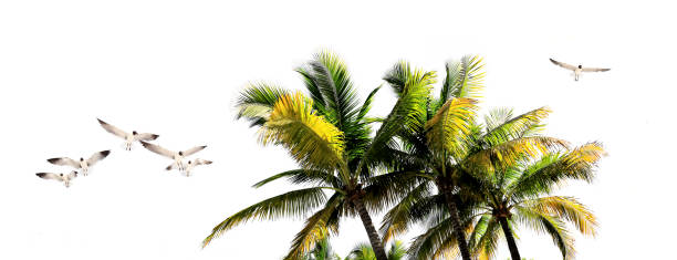 istock Palm tree leaves and flock of birds over white background 1668330039