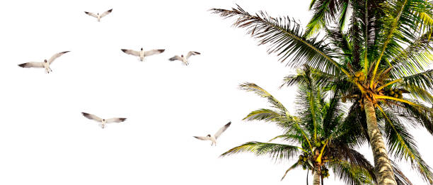 istock Palm tree leaves and flock of birds over white background 1668330040