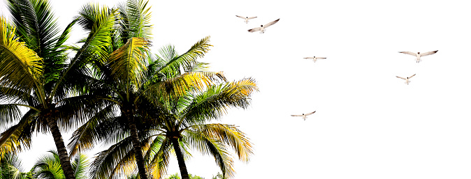 Seaside with palm trees and flying seagulls in Florida