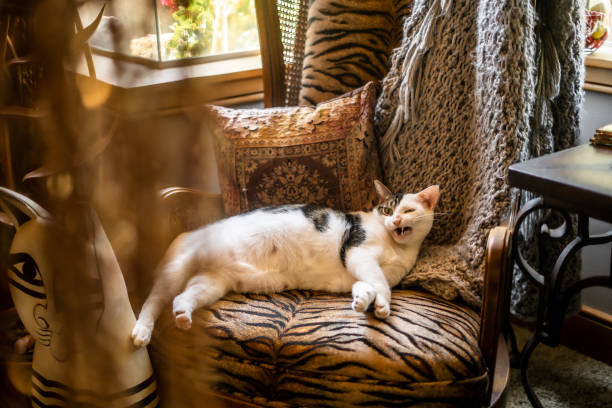 istock Funny Face Royal Kitty Spoiled Fat Cat Thrown Fancy Prince Winking Mouth Open 1668331086