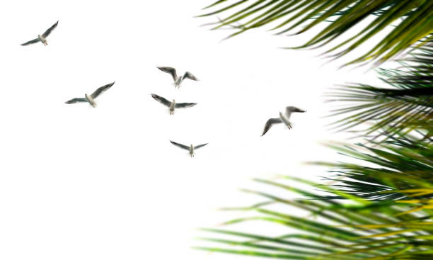 istock Palm tree leaves and flock of birds over white background 1668331665