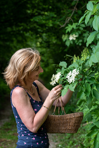 Woman Harvesting Wild Elderflower for Making Herb Syrup