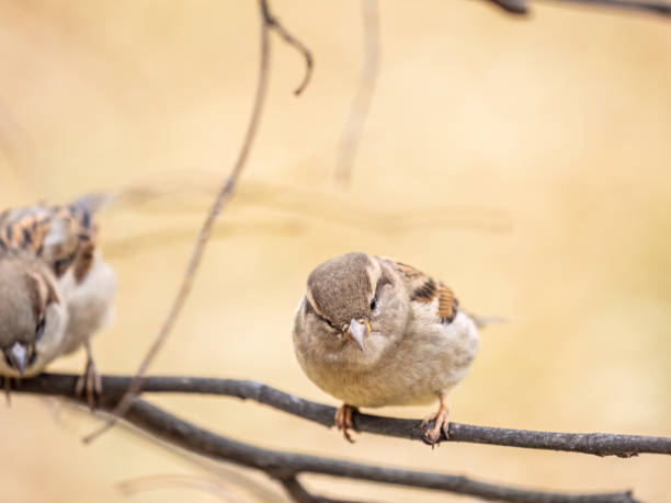 istock Sparrow sits on a branch without leaves. 1668349413