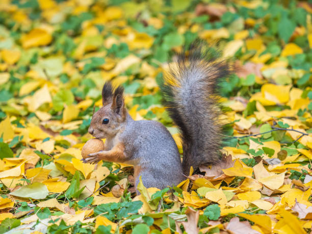 istock Autumn squirrel with nut sits on green grass with fallen yellow leaves 1668350244