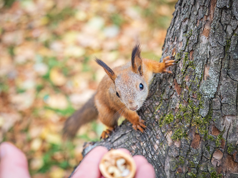 A squirrel in the autumn eats nuts from a human hand. Eurasian red squirrel, Sciurus vulgaris.