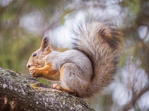 The squirrel with nut sits on tree in the autumn. Eurasian red squirrel, Sciurus vulgaris. Portrait of a squirrel in winter.