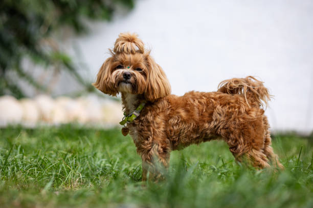 istock brown Yorkshire terrier chocolate color 1668368238