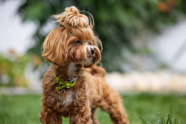 istock brown Yorkshire terrier chocolate color 1668368239