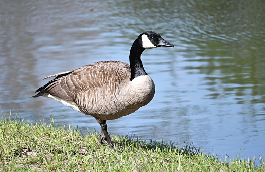 Canada goose standing at the edge of the pond.
