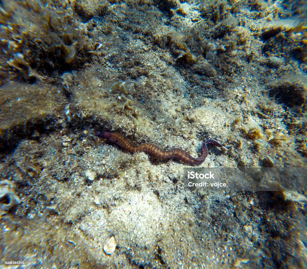 The Mediterranean moray (sometimes also called Roman eel, Muraena helena) is a fish of the moray eel family. Adventure Stock Photo
