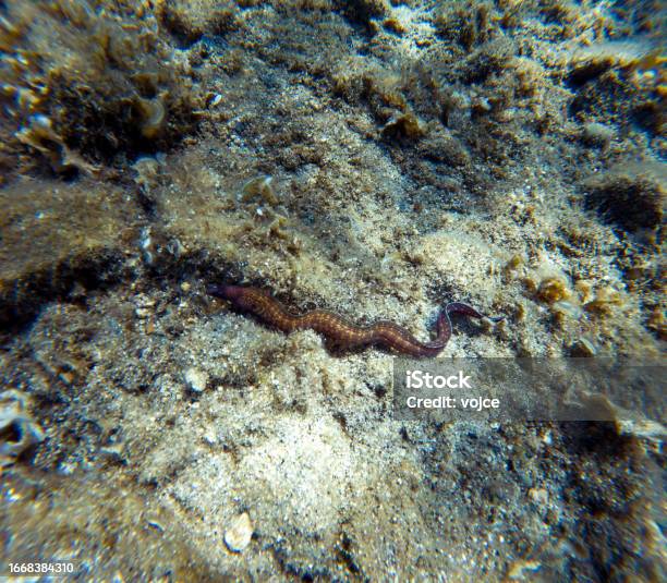 The Mediterranean Moray Is A Fish Of The Moray Eel Family Stock Photo - Download Image Now