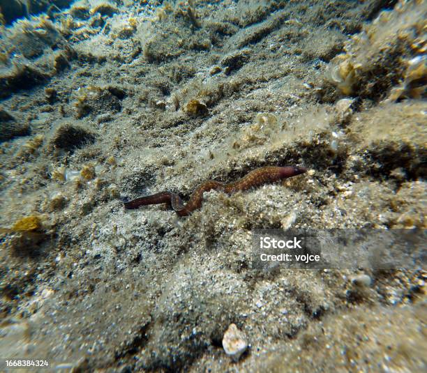 The Mediterranean Moray Is A Fish Of The Moray Eel Family Stock Photo - Download Image Now