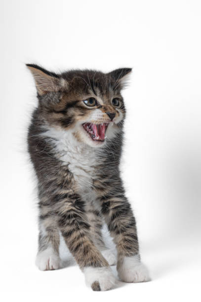 istock Enchanting Fluff: A Striped Green-Eyed Kitten 1668404298