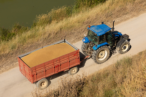 Gallur, Spain - Jul 7, 2020: Farm tractor, transporting corn or wheat grain on a trailer on a dirt road, aerial view