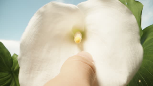 I touch the spadix of the Calla flower against the backdrop of the blue sky. Dolly slider extreme close-up.