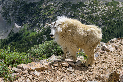 a goat rests on a rock in Glacier Park, Montana