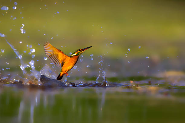 eisvogel vogel taucht nach fischen. farbenfroher naturhintergrund. vogel: eisvogel. alcedo bei diesem. - animals hunting kingfisher animal bird stock-fotos und bilder