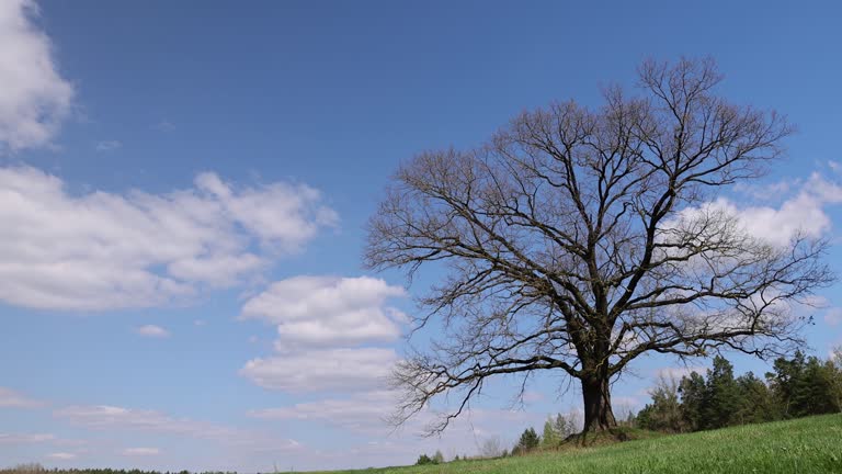 old oak in early spring without green foliage