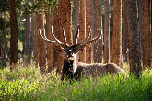 Bull elk with large antlers laying in morning sun in forest of Colorado Rocky Mountains, USA