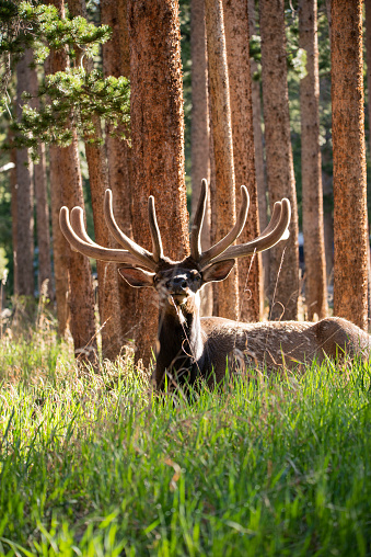 Bull elk with large antlers laying in morning sun in forest of Colorado Rocky Mountains,  vertical
