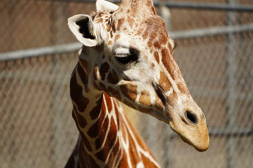 Close up of Giraffe head