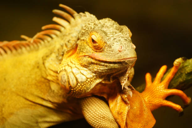 istock Portrait of an Iguana 1668471249