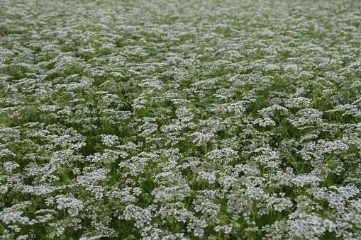 Coriander blooms on the field. Beautiful white background of flowers on the field. Cultivation of spices for cultural purposes. White delicate flowers for the whole frame. Beautiful natural background