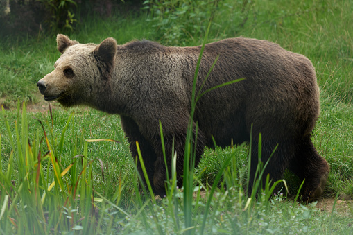 a bear on a walk inspects its possessions in the forest, photo taken in a nature reserve in Germany