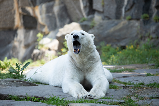 Funny white polar bear sitting in funny pose and playing in Berlin zoo. Nature animal background. protection wild animals and global warming concept