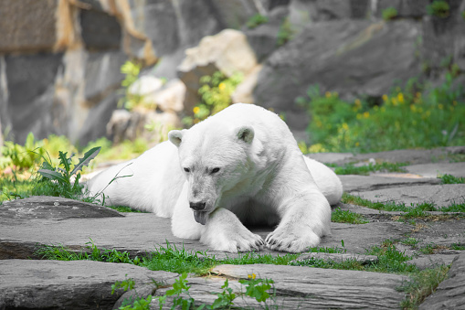 Funny white polar bear sitting in funny pose and playing in Berlin zoo. Nature animal background. protection wild animals and global warming concept