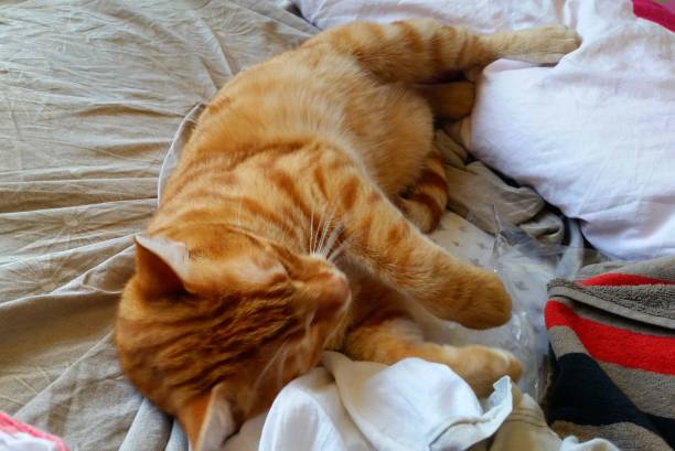 istock Little cat in a bed 1668549447