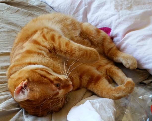 istock Little cat in a bed 1668550982