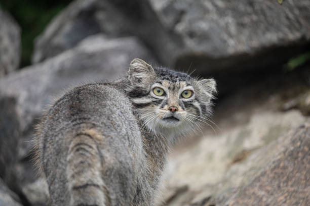 istock Pallas's cat Manul Otocolobus manul cute wild cat 1668560592