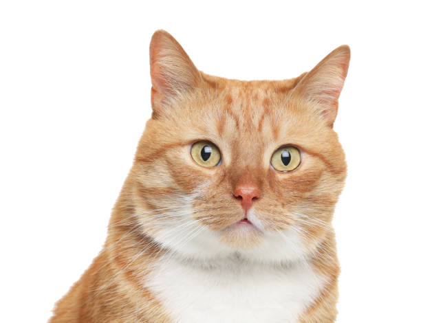 istock Cute ginger cat on white background. Adorable pet 1668563720