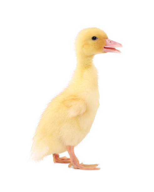 istock Baby animal. Cute fluffy duckling on white background 1668563723