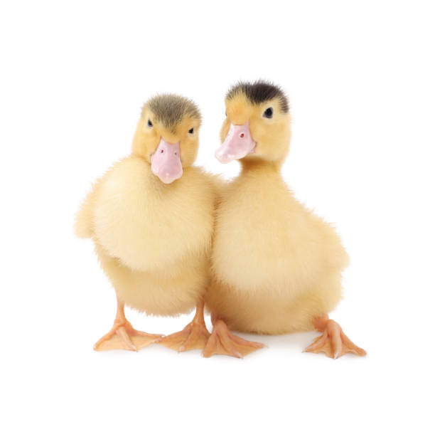 istock Baby animals. Cute fluffy ducklings on white background 1668563968