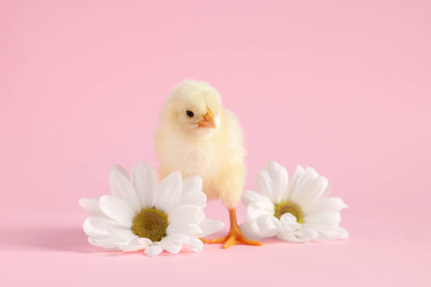 nettes küken mit weißen chrysanthemenblüten auf rosa hintergrund, nahaufnahme. tierbaby - animal young bird baby chicken chicken stock-fotos und bilder