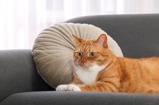 Cute fluffy ginger cat lying on sofa at home