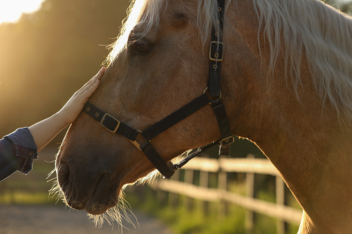 Woman with adorable horse outdoors, closeup. Lovely domesticated pet