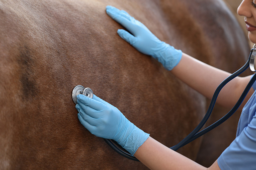 Veterinarian listening to horse with stethoscope, closeup. Pet care