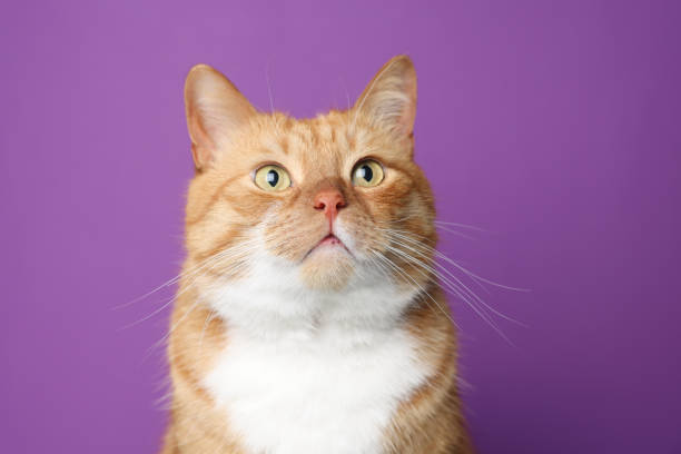 istock Cute ginger cat on purple background. Adorable pet 1668566492
