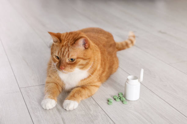 istock Cute ginger cat and vitamin pills indoors 1668567002