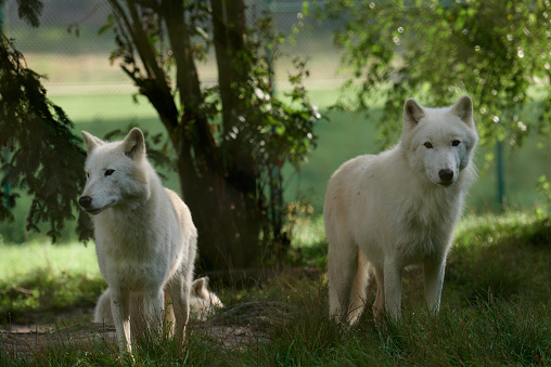 White wolves, A pack of white wolves filmed in a nature reserve in Germany