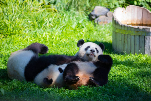 istock cheerful playing pandas on green lawn 1668571731