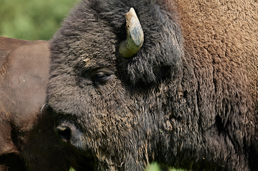 Endangered bison population in Europe, filmed in a nature reserve in Germany