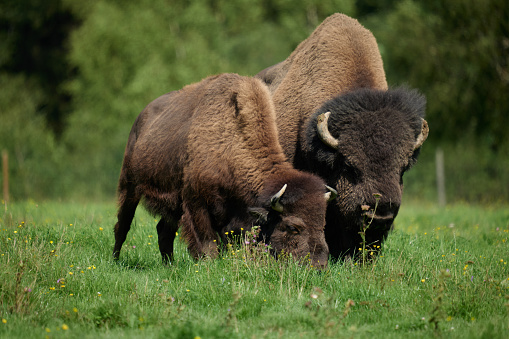 Endangered bison population in Europe, filmed in a nature reserve in Germany