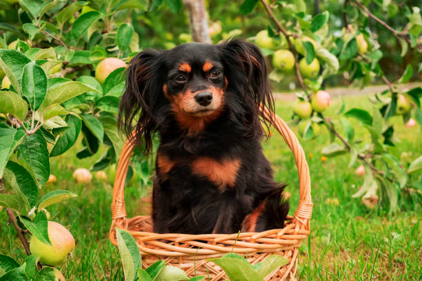 istock Portrait of a small cute black dog 1668629417