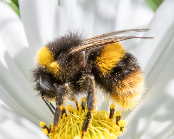Bumblebee on a yellow dandelion. The insect pollinates the flower. Bumblebee collects nectar in summer. Dandelion in nature.
