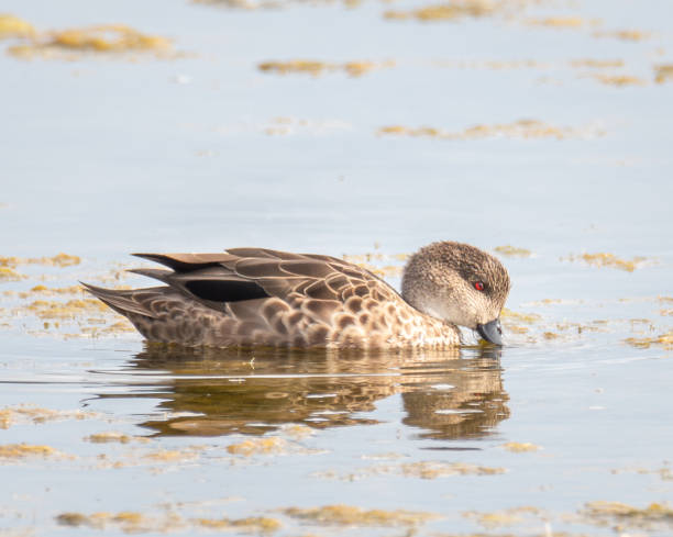 New Zealand grey teal duck on lake New Zealand grey teal duck on lake grey teal duck stock pictures, royalty-free photos & images